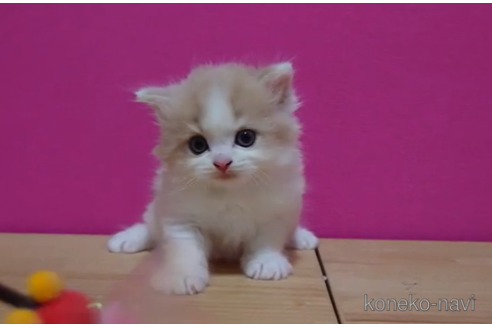 成約済の東京都のスコティッシュフォールド-92440の6枚目